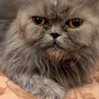 گربه پرشین|گربه|قم, کلهری|دیوار