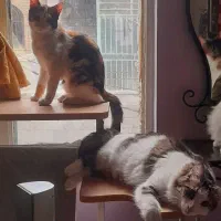 واگذاری دو عدد گربه نر و ماده