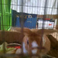 خرگوش ماده|موش و خرگوش|مشهد, تلگرد|دیوار