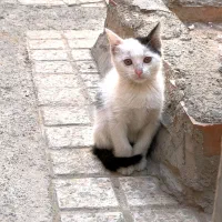 واگذاری بچه گربه شیطون