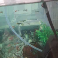 ماهی اکواریمی|ماهی|مراغه, |دیوار