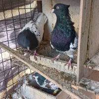 کبوتر کله ای