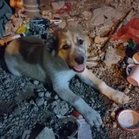 توله آلابای