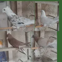 کفتر پلاس سینه ای سروردمسیاه قلمکار بوربوری دمسفید|پرنده|قم, رضویه|دیوار