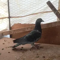 کبوتر پلاکی|پرنده|اصفهان, شهید رجایی|دیوار