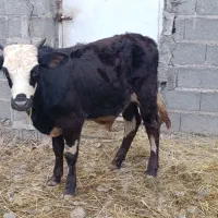 ورزا کوله چالوسی گاو نر|حیوانات مزرعه|سنگر, |دیوار