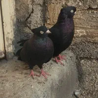 زاغ ابادانی