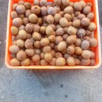 کیوی دوقلو و ریز مخصوص خشک کردن و مربا|خوردنی و آشامیدنی|قائمشهر, |دیوار