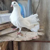 کبوتر نر دوم چتری
