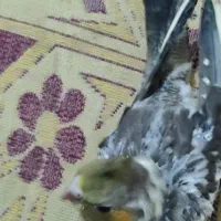 عروس هلندی سرلاکی|پرنده|سیرجان, |دیوار