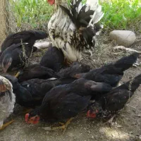 مرغ وخروس و جوجه وتخم نطفه دارچاپینز اصیل