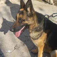 سگ گم شده|حیوانات|تاتار علیا, |دیوار