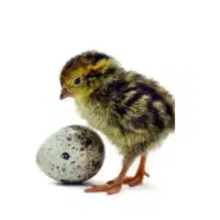 جوجه بلدرچین یک روزه|عمدهفروشی|حمیدیا, |دیوار