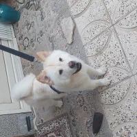 سگ چاو چاو