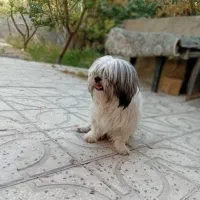 سگ شیتزو فلت فقط 1800