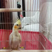 عروس هلندی گمشده