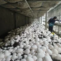 پخش قارج فله و بسته بندی