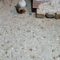 کبوتر پشتی|پرنده|شیراز, نصر|دیوار