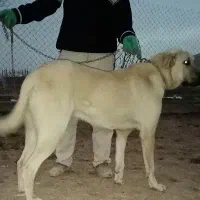 معاوضه یک قلاده سگ پژدر اصیل ماده