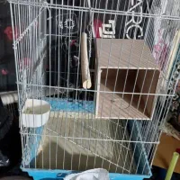 سلام گلباقی وابلق|پرنده|سمنان, |دیوار