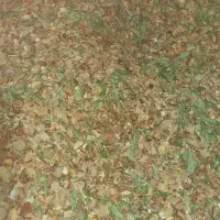 پوست بادام