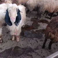 بزغاله نر|حیوانات مزرعه|صحنه, |دیوار