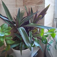 گل طبیعی و در حال رشد|گل و گیاه طبیعی|ارومیه, |دیوار