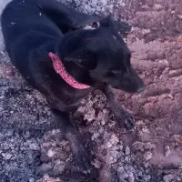 سگ گم شده|حیوانات|شوشتر, |دیوار