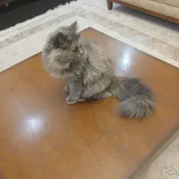 گربه اسکاتیش بریتیش