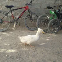 اردک خارجی  کا کولی 340