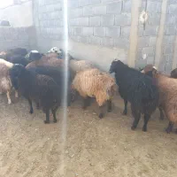 ۱۲ عدد بره نر بفرش میرسد|حیوانات مزرعه|کمیجان, |دیوار