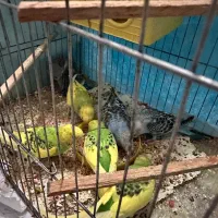 ۶ عدد مرغ عشق به همراه قفس|پرنده|مشهد, کوه سنگی|دیوار