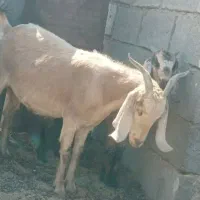 سه بر ودو چبش نر و تعدادی بز پاکستانی شکم بزغاله|حیوانات مزرعه|بیرجند, |دیوار