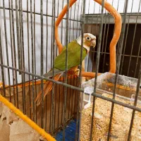 گرینچیک رام