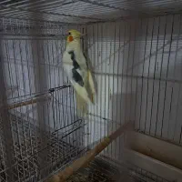 عروس هلندی دوکت