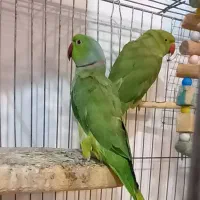 عروس هلندی مولدملنگو مولد موعظه با پرنده دارم