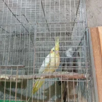 پرنده|پرنده|ایرانشهر, |دیوار