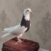 کفتر طوقی|پرنده|بروجرد, |دیوار