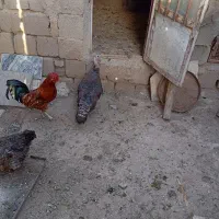 بوقلمون و خروس
