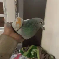 شهرستانی مرتب سبز