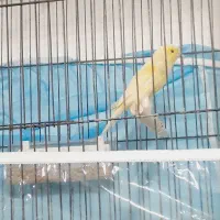 قناری نر لیمویی دهن زن