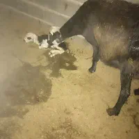 یک راس بره گمشده