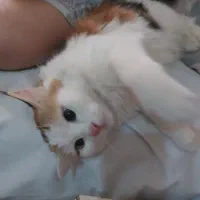 فهل شدن گربه ماده