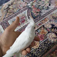 عروس هلندی البینیو|پرنده|بندرعباس, |دیوار