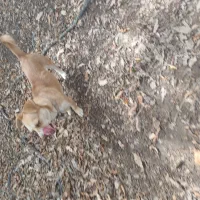 سگ پاکوتاه دنبلانی