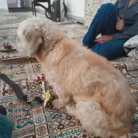 سگ شیزوفرنی تریر