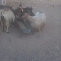 بز داشتی|حیوانات مزرعه|شوشتر, |دیوار