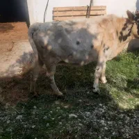 فروش ۲عدد گاو شیر کر|حیوانات مزرعه|نوشهر, |دیوار