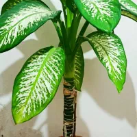 گل دیفن مادر