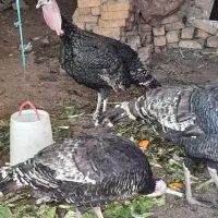 بوقلمون نر(معاوضه باچیزی نمیشه)|حیوانات مزرعه|مشکین‌دشت, |دیوار